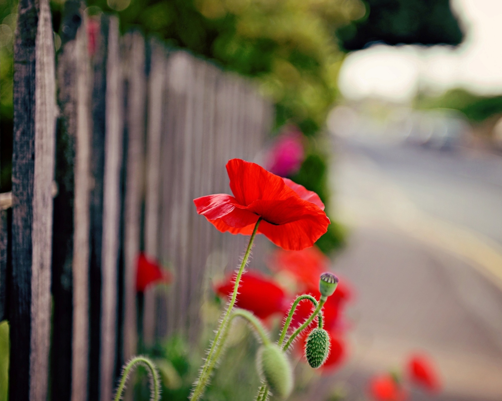 Poppy In Front Of Fence screenshot #1 1600x1280