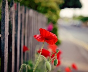 Poppy In Front Of Fence wallpaper 176x144