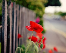 Sfondi Poppy In Front Of Fence 220x176