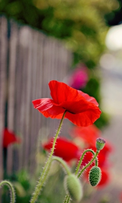 Poppy In Front Of Fence screenshot #1 240x400