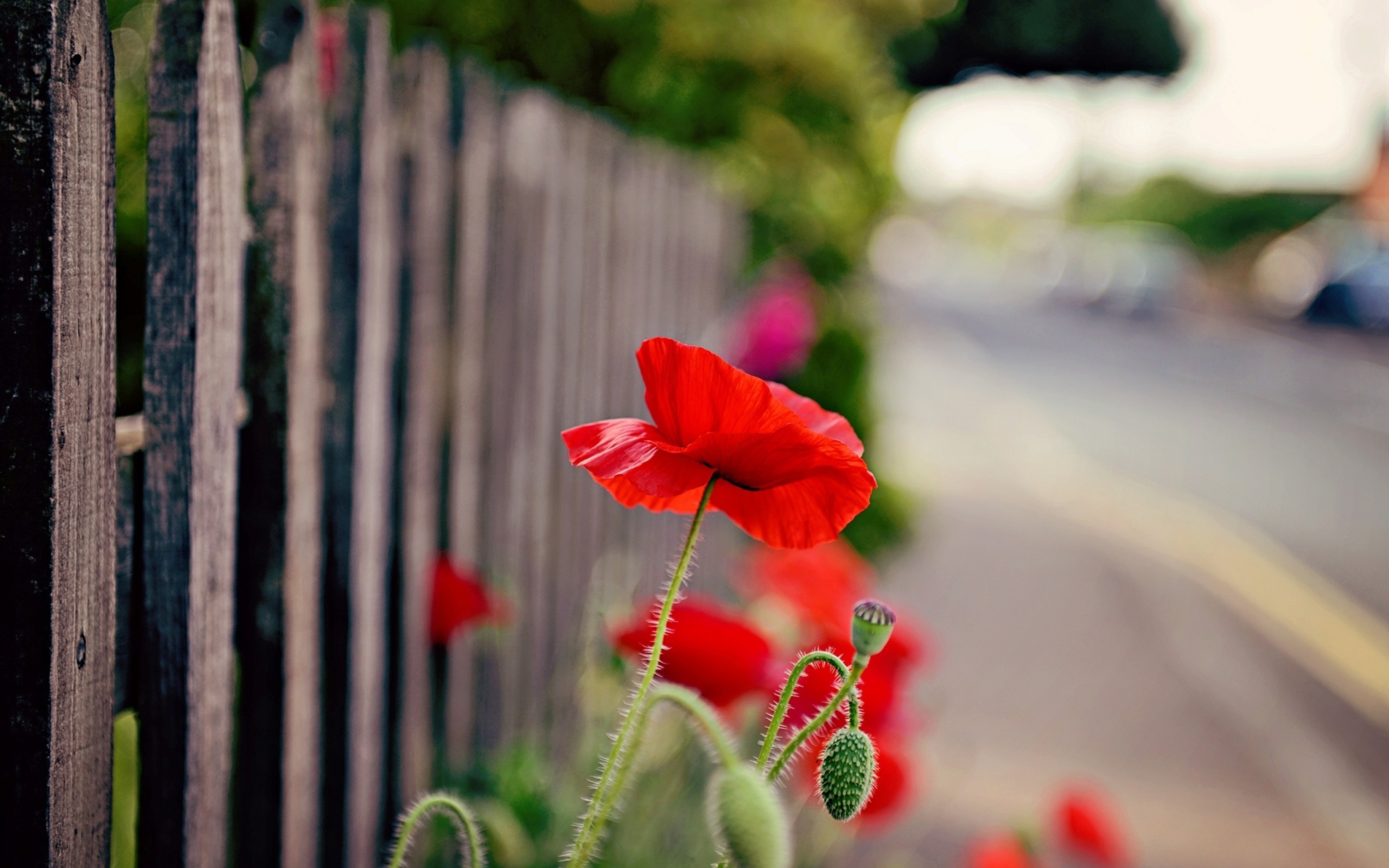 Screenshot №1 pro téma Poppy In Front Of Fence 2560x1600