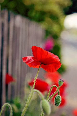 Fondo de pantalla Poppy In Front Of Fence 320x480