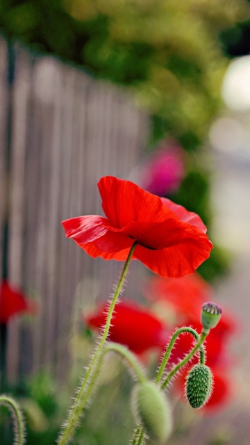 Poppy In Front Of Fence wallpaper 360x640