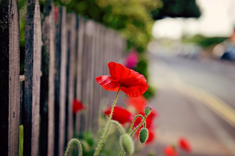 Das Poppy In Front Of Fence Wallpaper 480x320