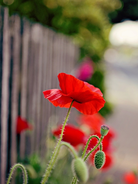 Das Poppy In Front Of Fence Wallpaper 480x640