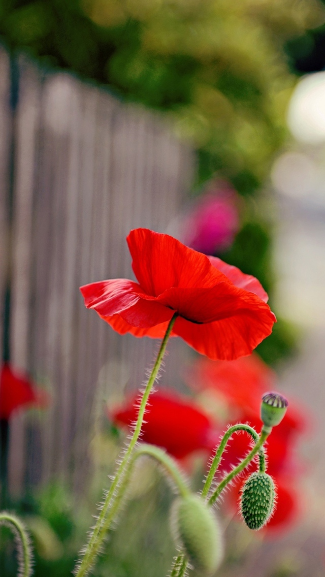 Poppy In Front Of Fence screenshot #1 640x1136