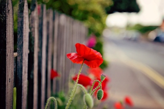 Poppy In Front Of Fence - Obrázkek zdarma 