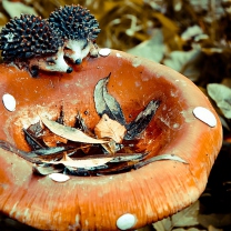 Обои Wooden Mushroom And Hedgehogs 208x208