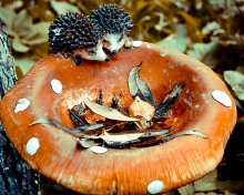 Обои Wooden Mushroom And Hedgehogs 220x176