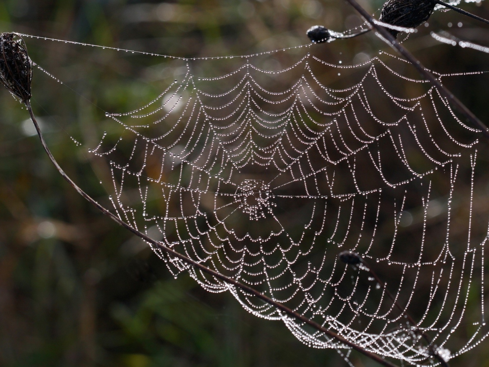 Das Wet Cobweb Wallpaper 1600x1200