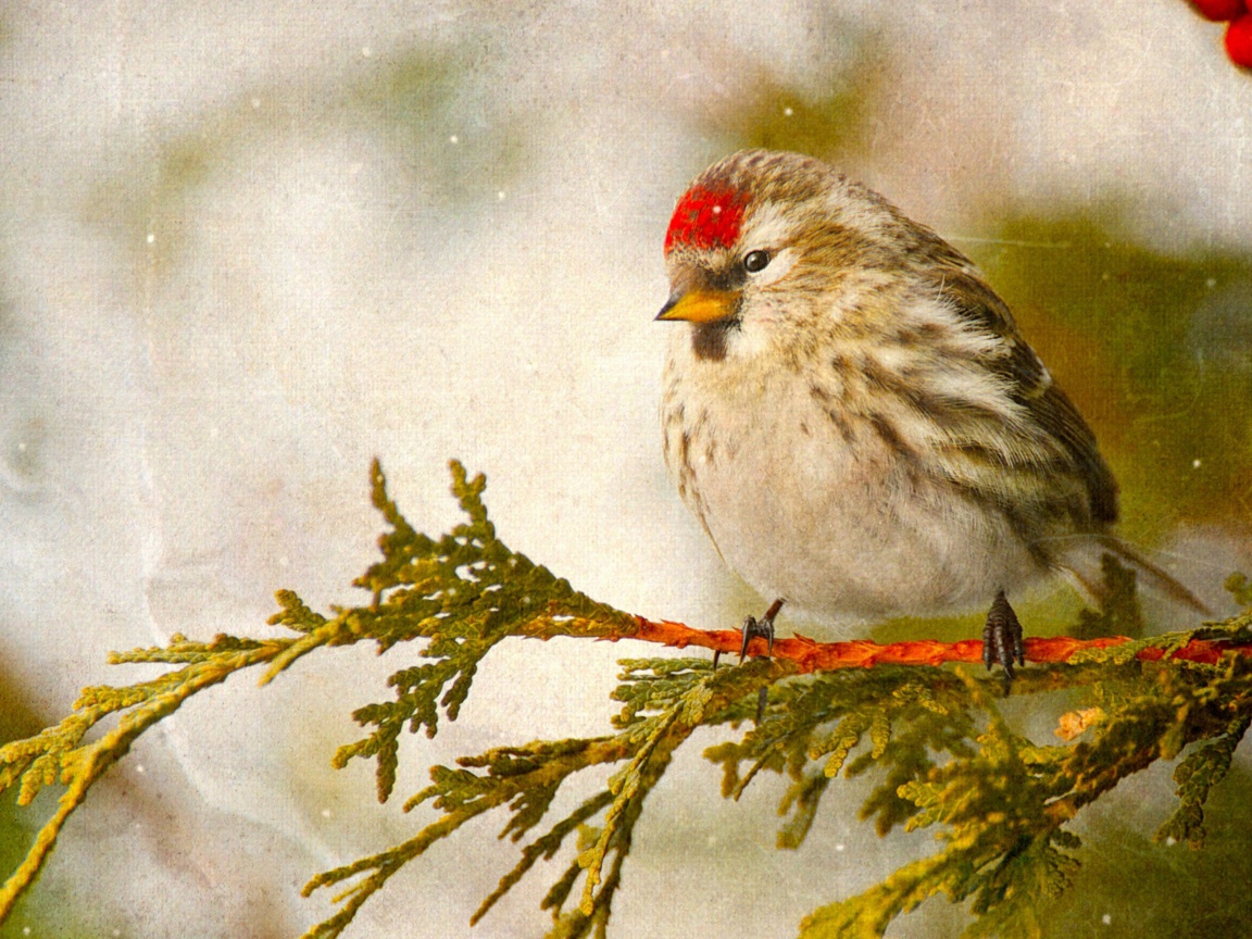 Redpoll bird wallpaper 1152x864