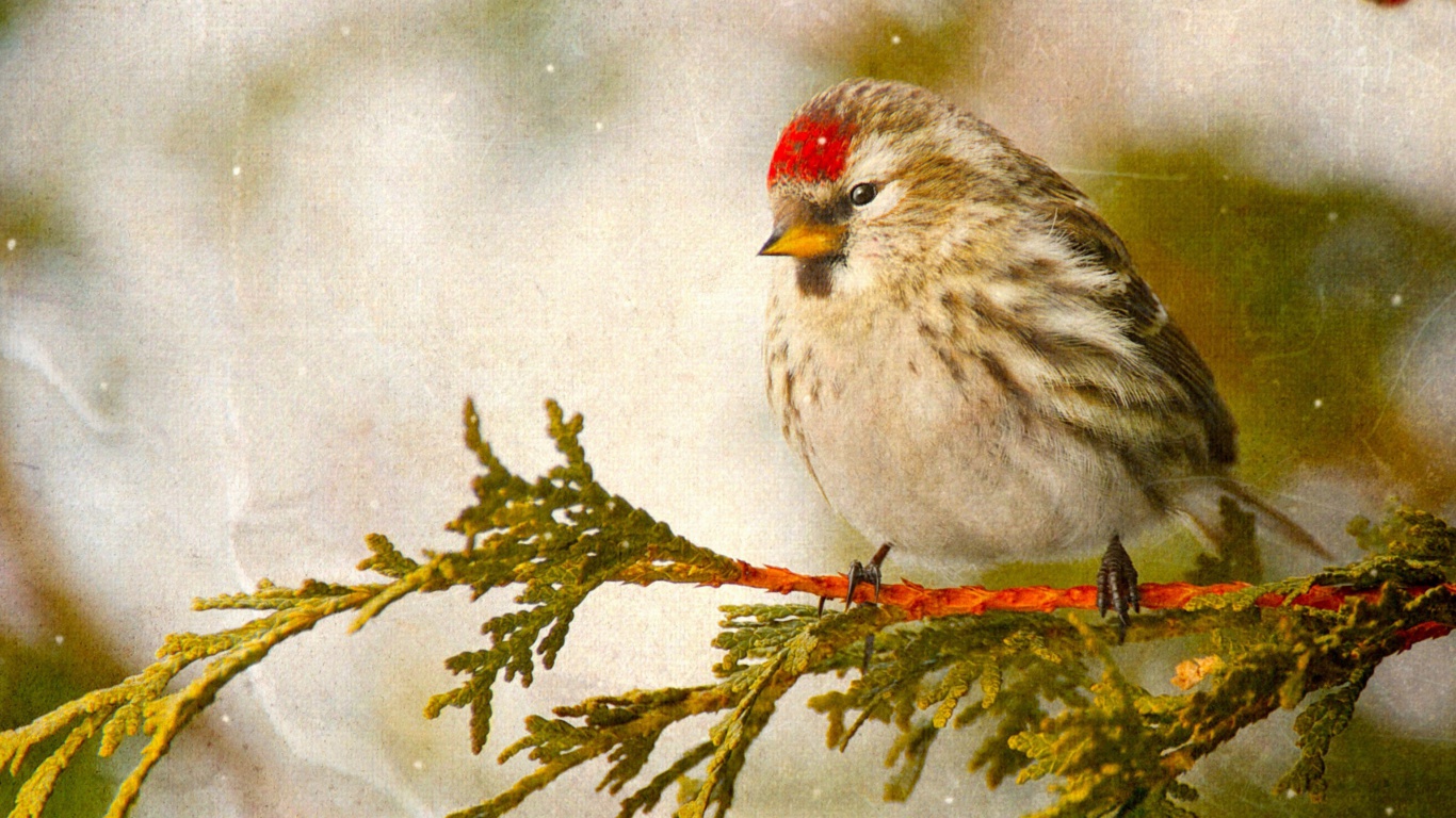 Redpoll bird wallpaper 1366x768