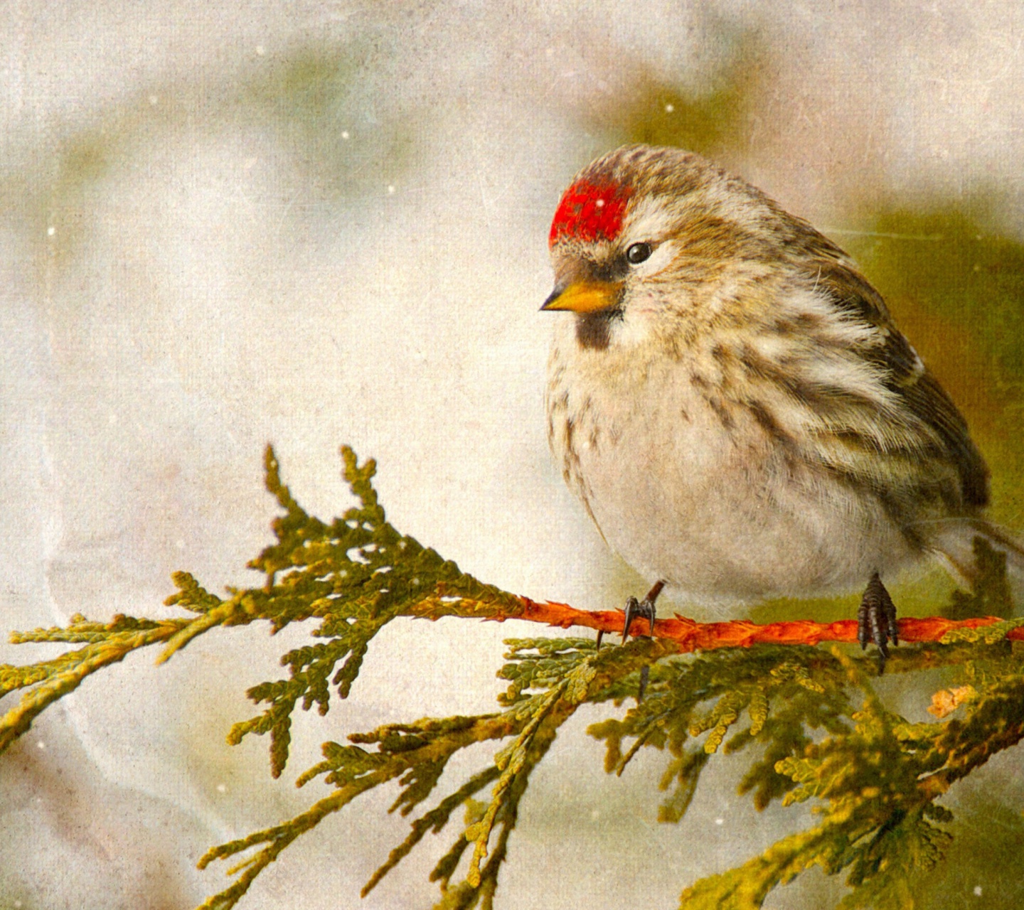 Redpoll bird wallpaper 1440x1280