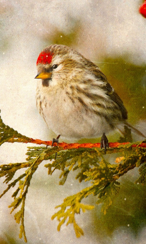 Redpoll bird wallpaper 480x800