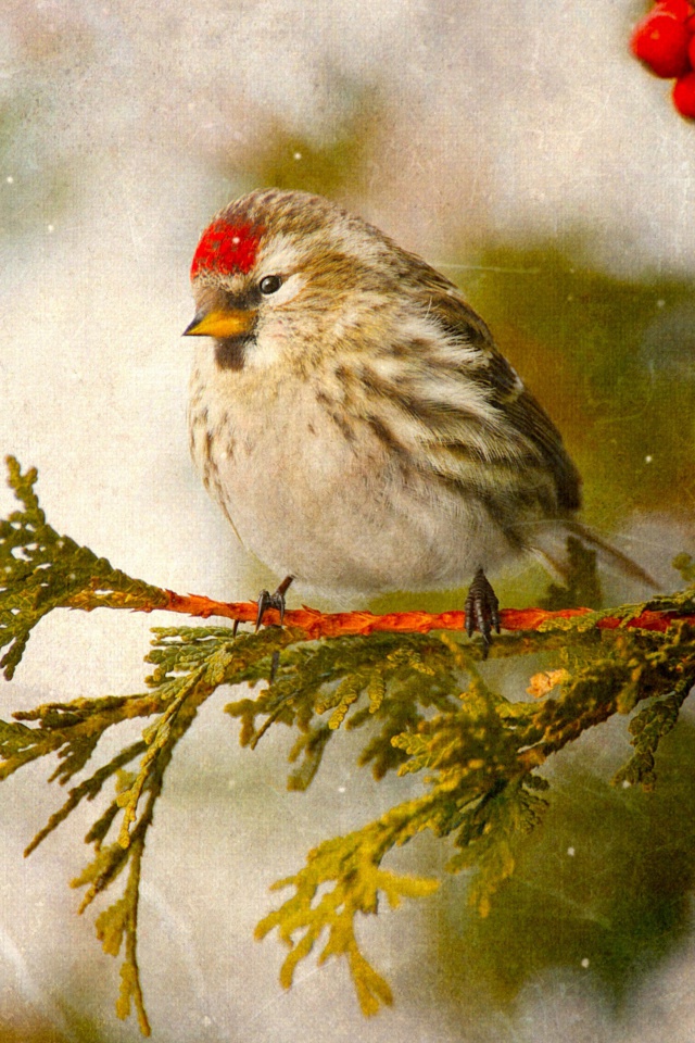 Fondo de pantalla Redpoll bird 640x960