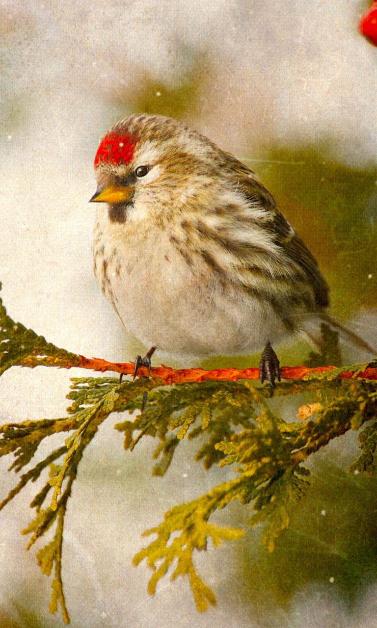 Redpoll bird wallpaper 768x1280