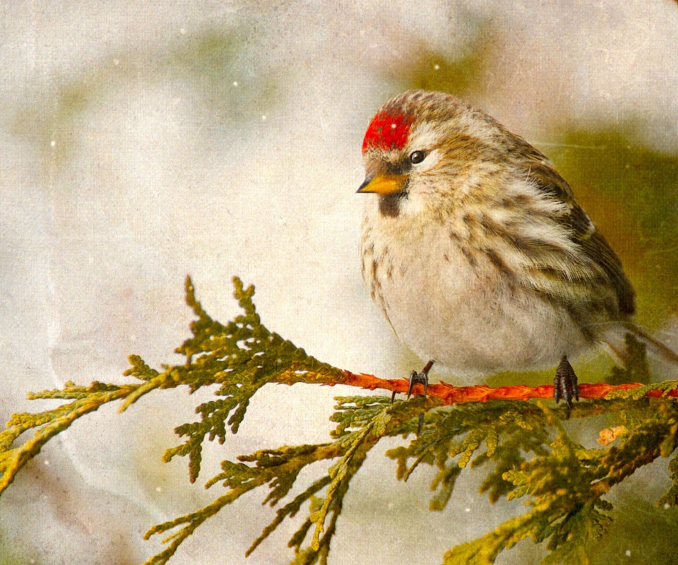 Sfondi Redpoll bird 960x800