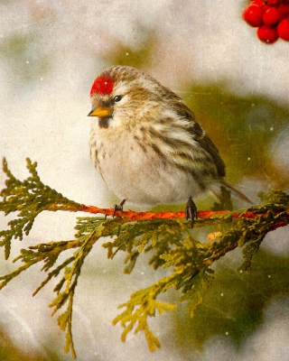 Redpoll bird sfondi gratuiti per iPhone 6 Plus