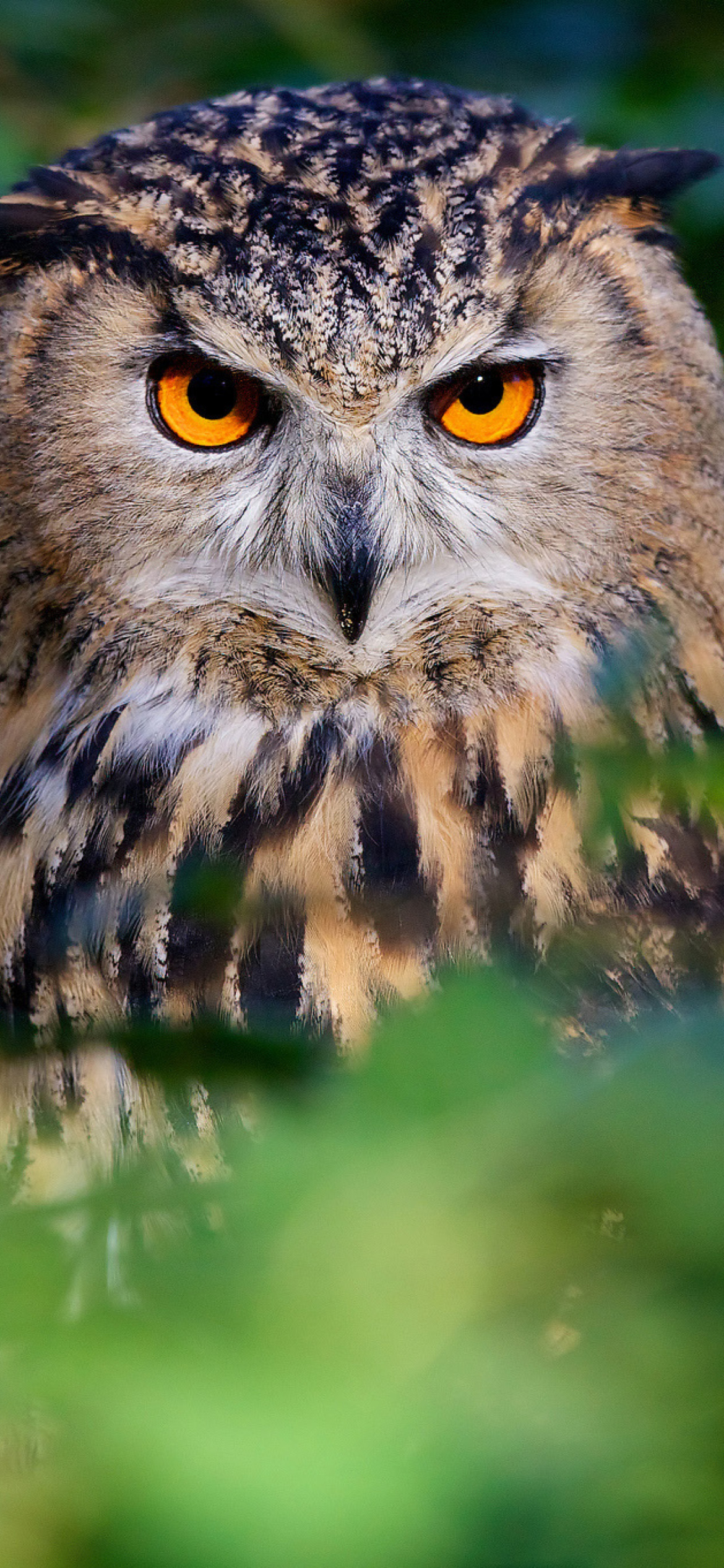 Owl wallpaper 1170x2532