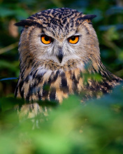 Owl screenshot #1 176x220