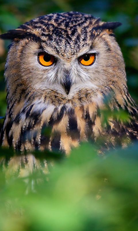 Das Owl Wallpaper 480x800