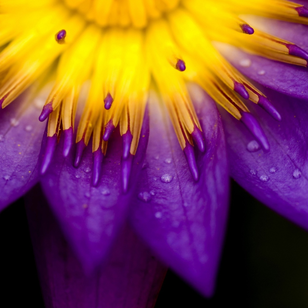 Das Yellow And Violet Flower Wallpaper 1024x1024