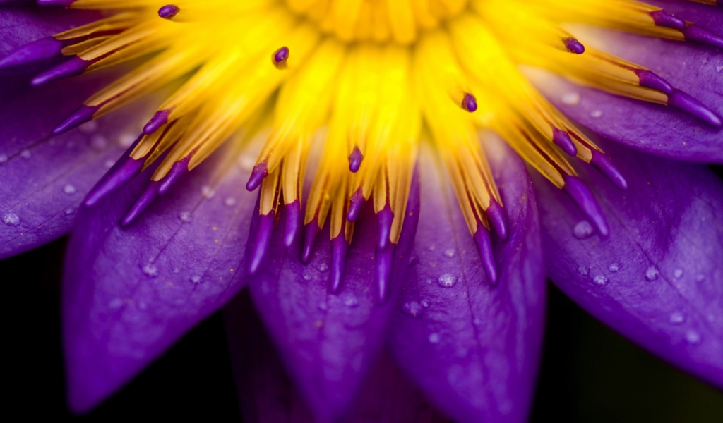 Sfondi Yellow And Violet Flower 1024x600