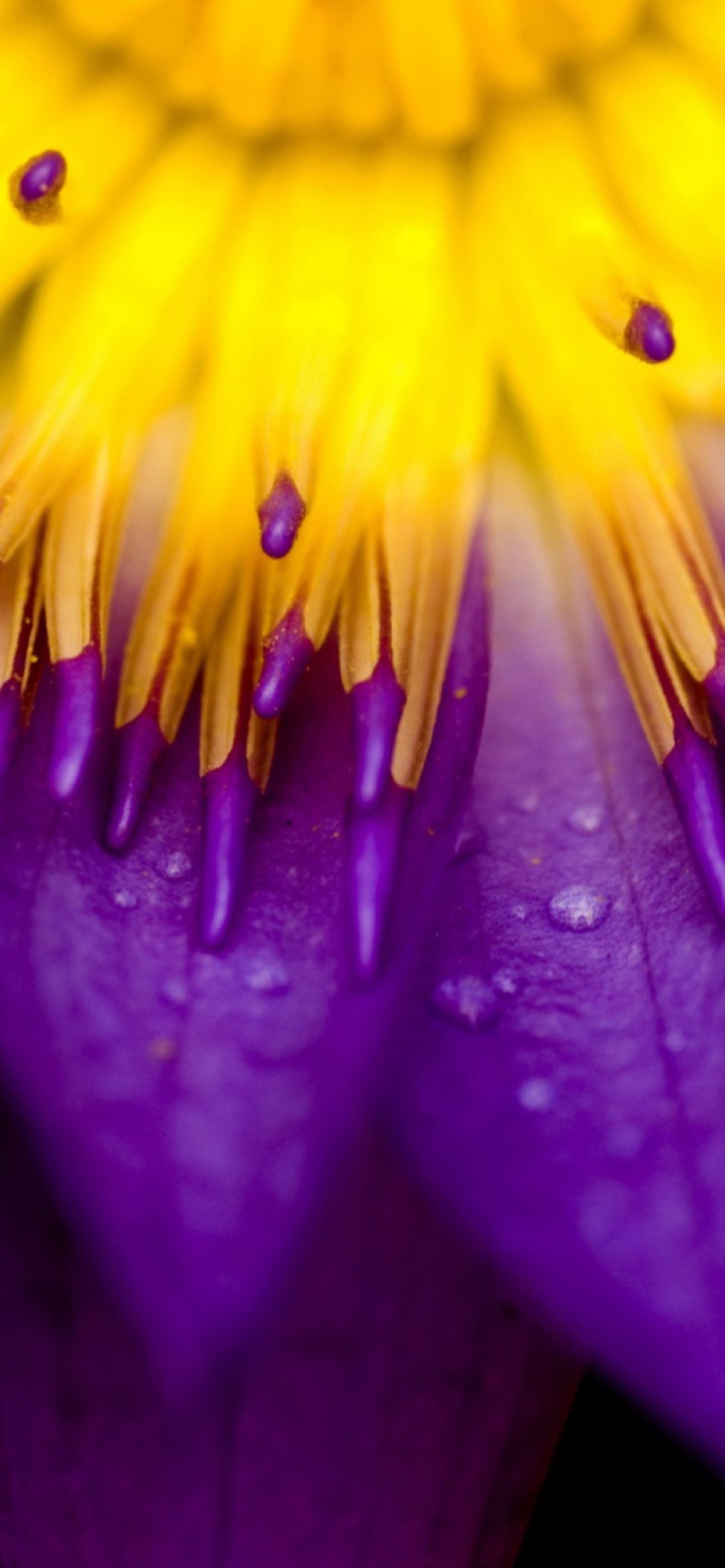 Yellow And Violet Flower wallpaper 1170x2532
