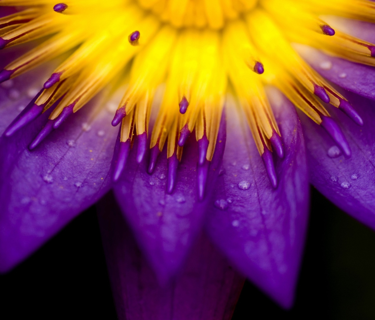 Fondo de pantalla Yellow And Violet Flower 1200x1024