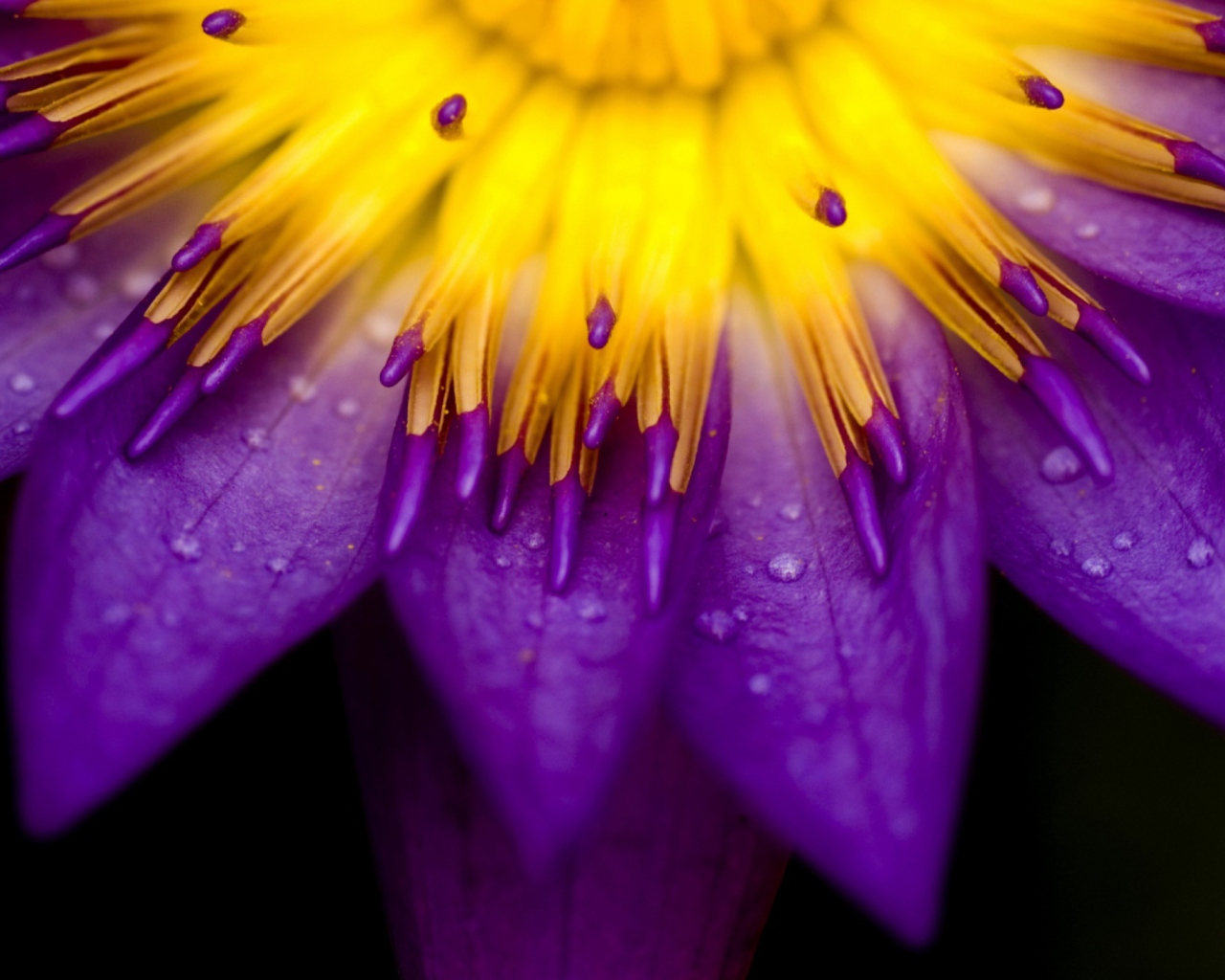 Yellow And Violet Flower wallpaper 1280x1024