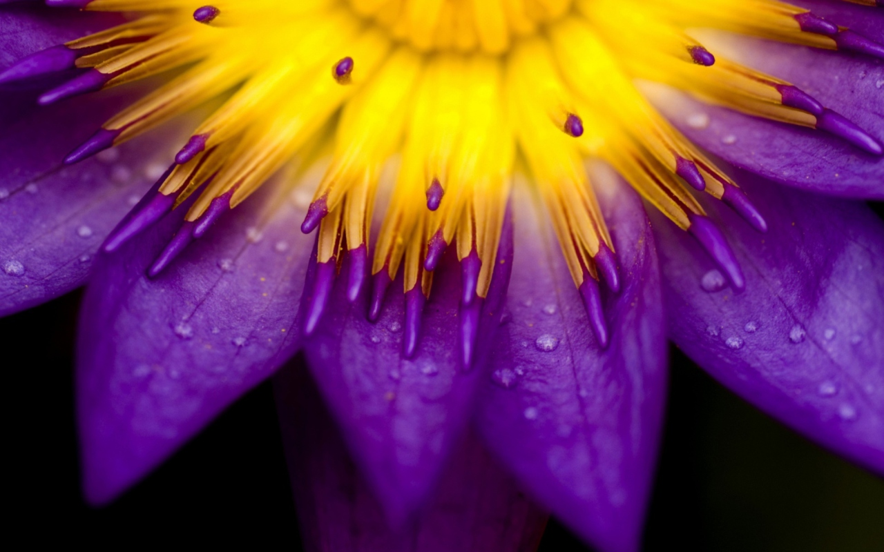 Das Yellow And Violet Flower Wallpaper 1280x800