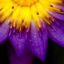 Yellow And Violet Flower wallpaper 128x128