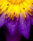 Fondo de pantalla Yellow And Violet Flower 128x160
