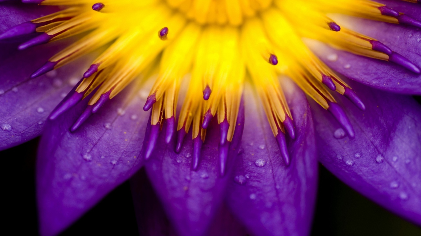 Das Yellow And Violet Flower Wallpaper 1366x768