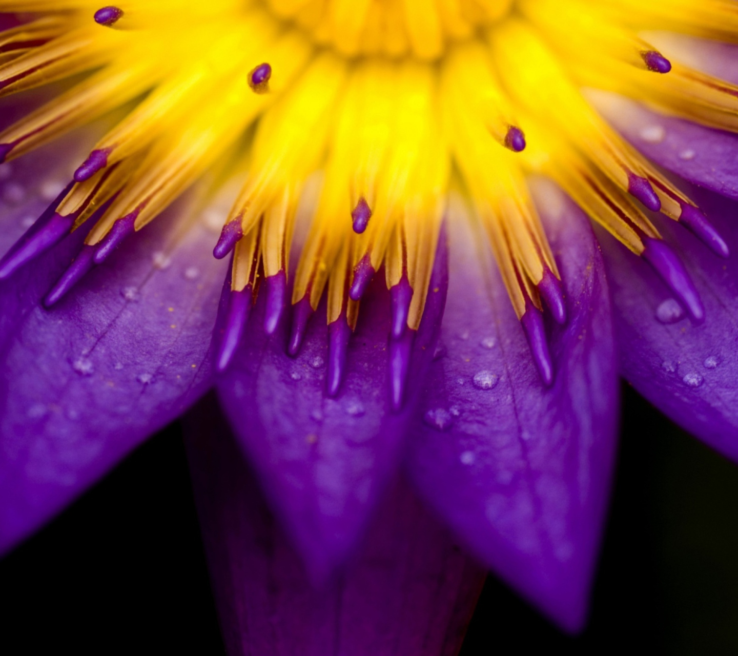 Das Yellow And Violet Flower Wallpaper 1440x1280