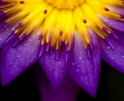 Screenshot №1 pro téma Yellow And Violet Flower 176x144