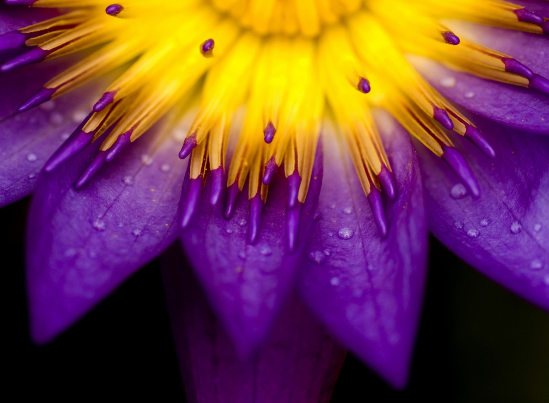 Yellow And Violet Flower wallpaper 1920x1408