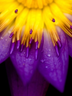 Das Yellow And Violet Flower Wallpaper 240x320
