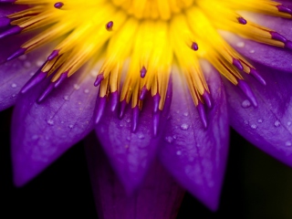 Das Yellow And Violet Flower Wallpaper 320x240
