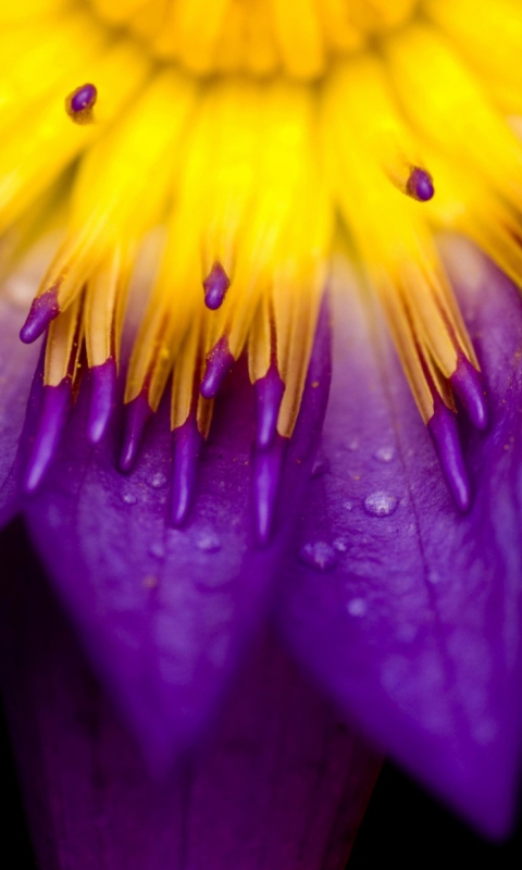Das Yellow And Violet Flower Wallpaper 480x800
