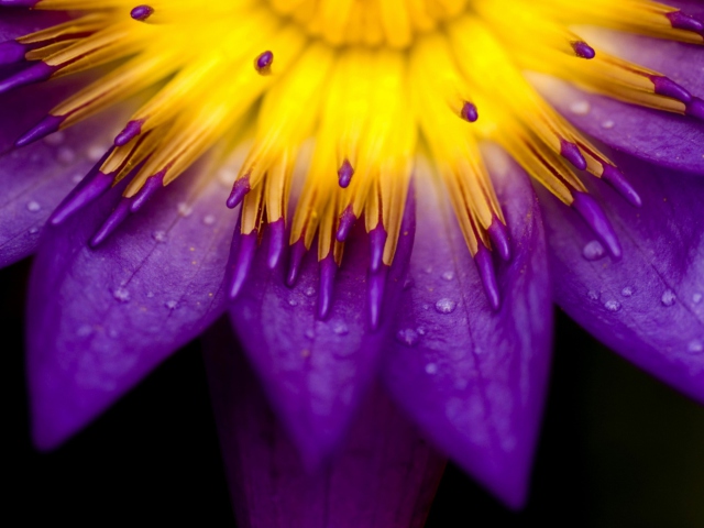 Das Yellow And Violet Flower Wallpaper 640x480