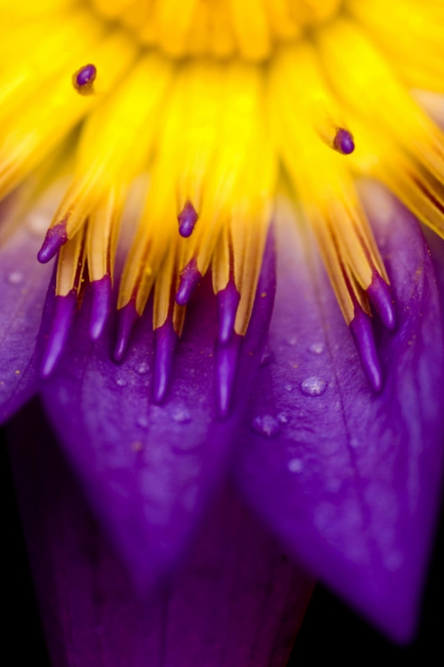 Das Yellow And Violet Flower Wallpaper 640x960