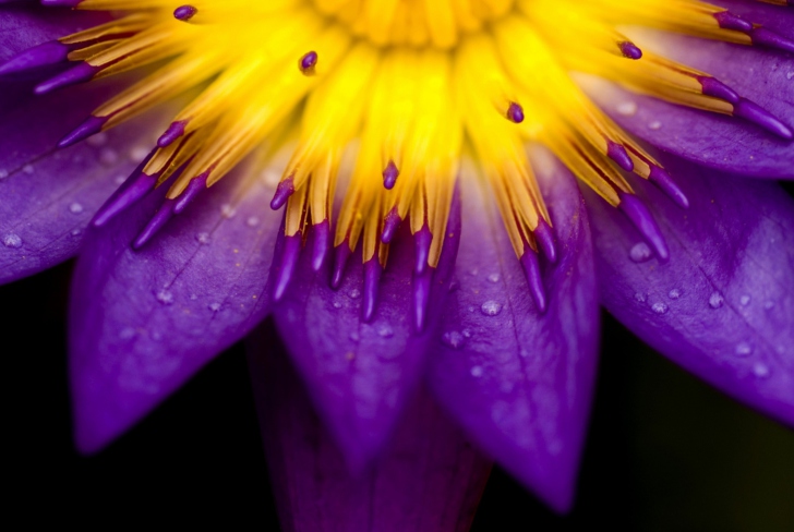 Yellow And Violet Flower wallpaper