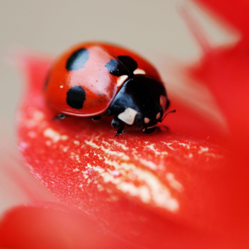 Screenshot №1 pro téma Ladybug On Red Flower 1024x1024