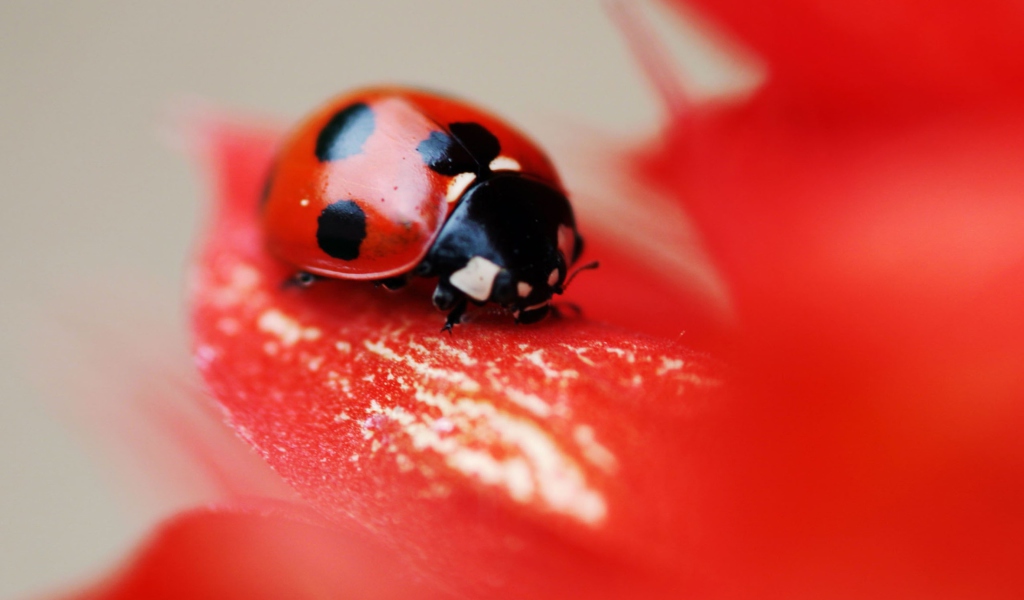 Ladybug On Red Flower wallpaper 1024x600