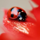 Ladybug On Red Flower screenshot #1 128x128