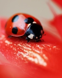 Das Ladybug On Red Flower Wallpaper 128x160
