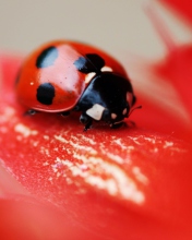 Ladybug On Red Flower screenshot #1 176x220