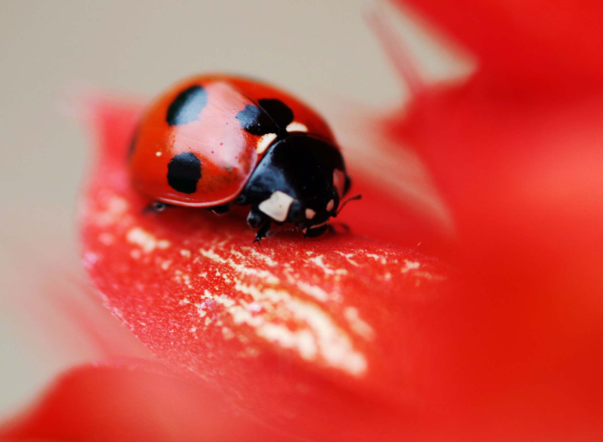 Sfondi Ladybug On Red Flower 1920x1408