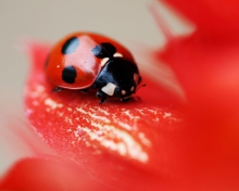 Ladybug On Red Flower wallpaper 220x176